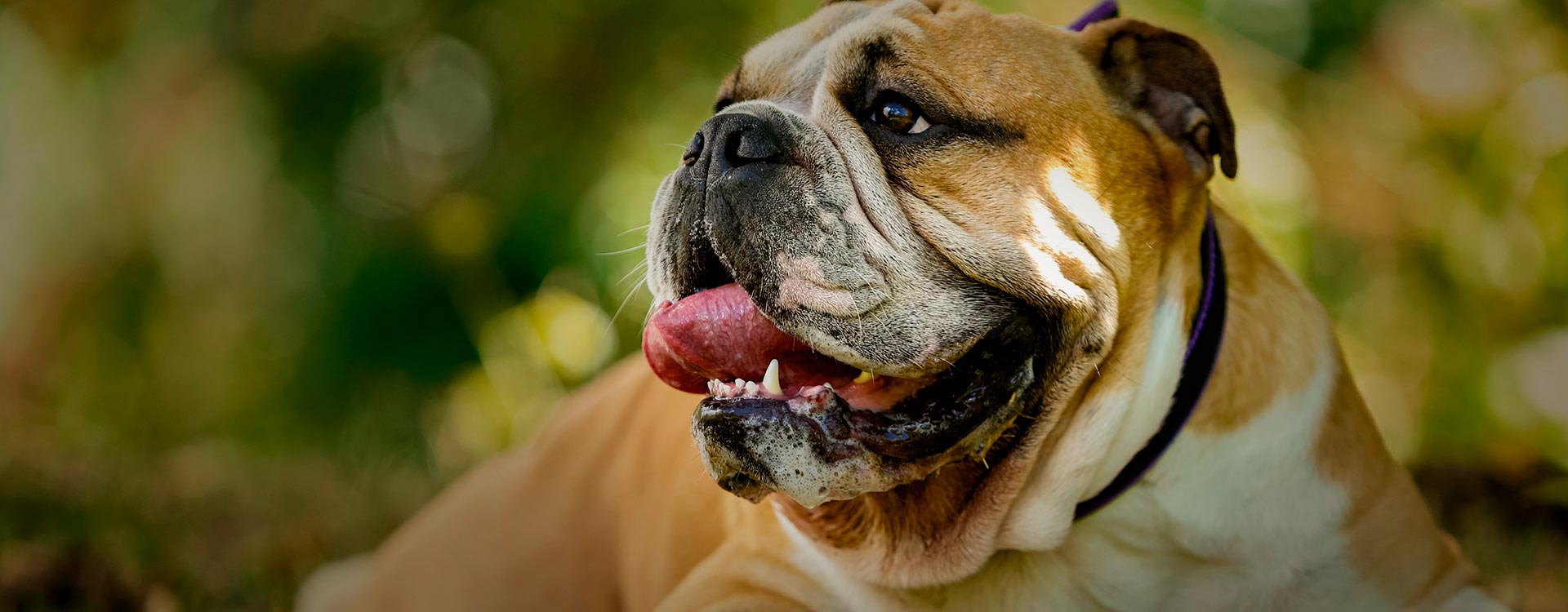 Vermont English Bulldog Rescue