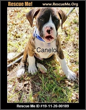 Canelo has been adopted.