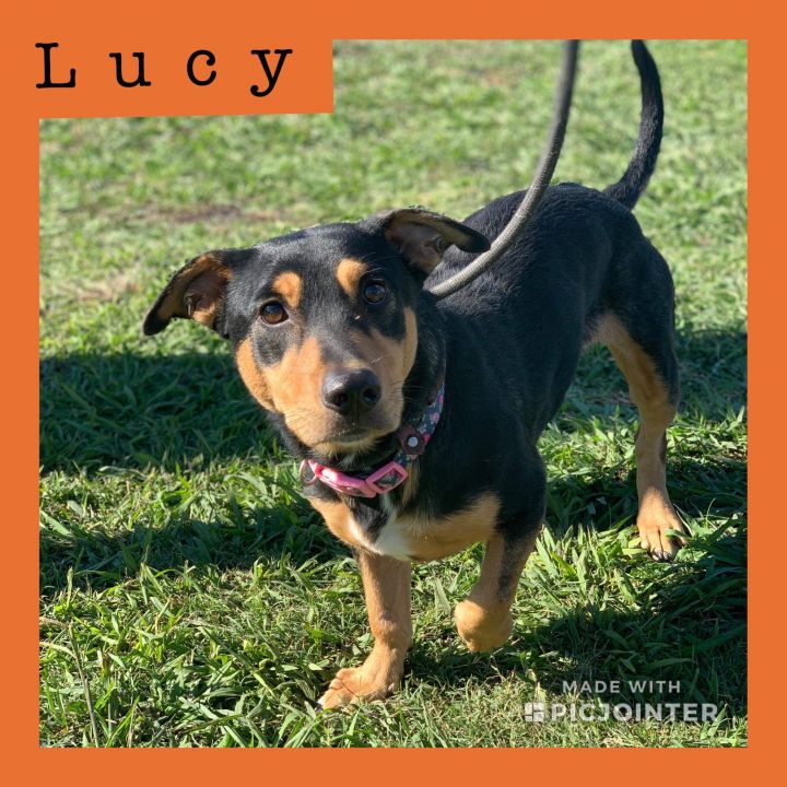 Lucy has been adopted.