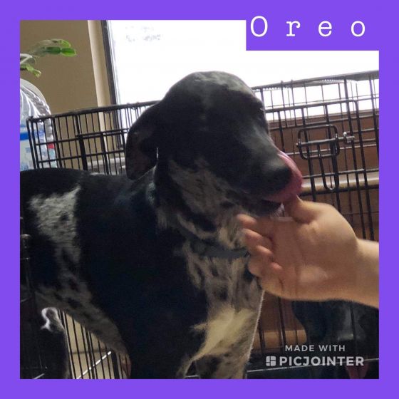 Oreo has been adopted.