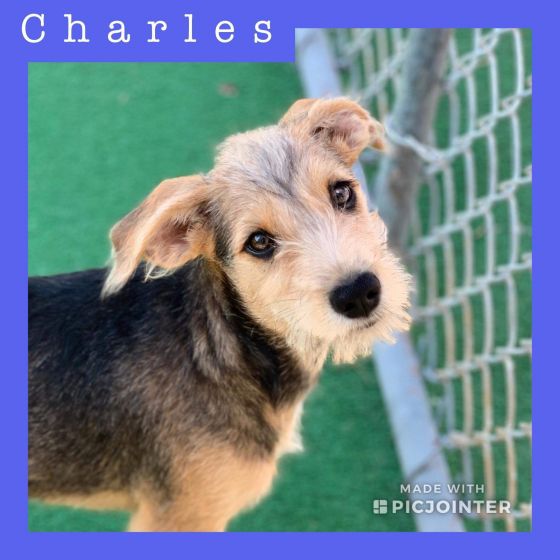 Charles has been adopted.