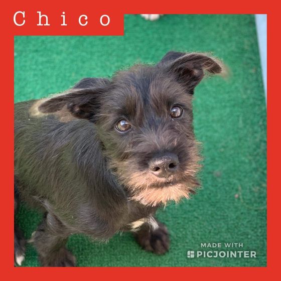 Chico has been adopted.