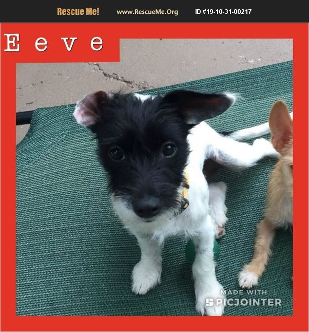 Evee has been adopted.