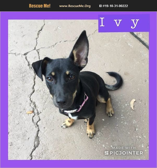 Ivy has been adopted.