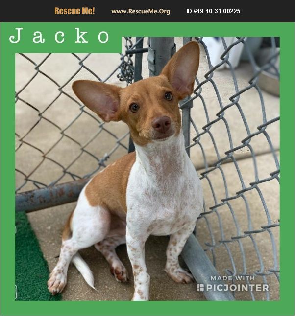 Jacko has been adopted.