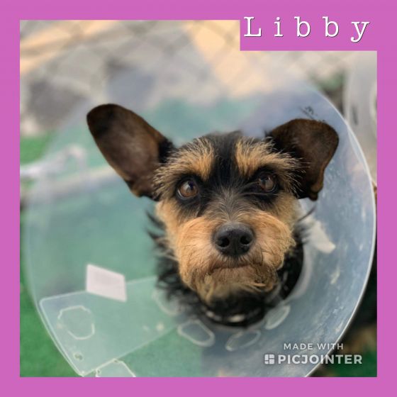 Libby has been adopted.