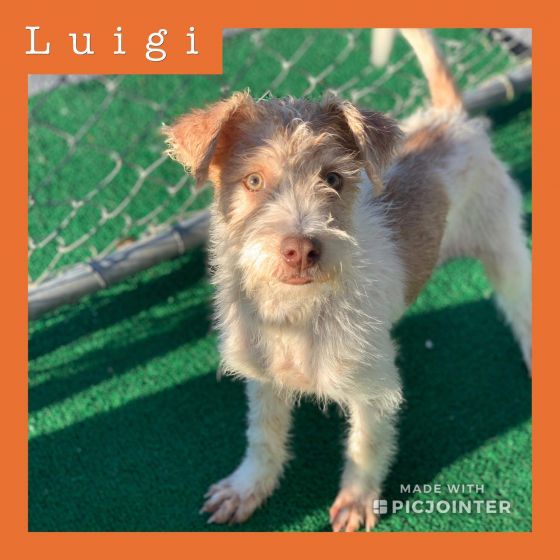 Luigi has been adopted.