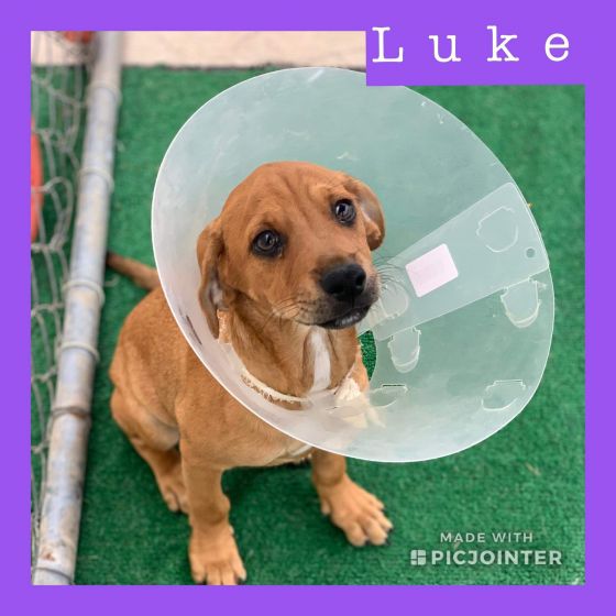 Luke has been adopted.