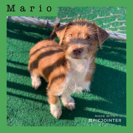 Mario has been adopted.