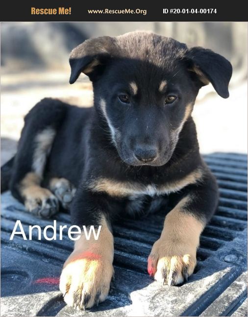 Andrew has been adopted.