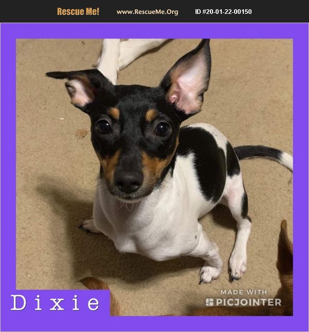 Dixie has been adopted.