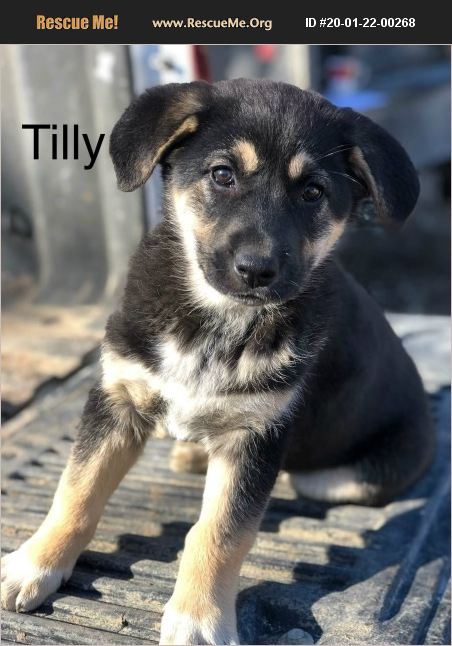 Tilly has been adopted.