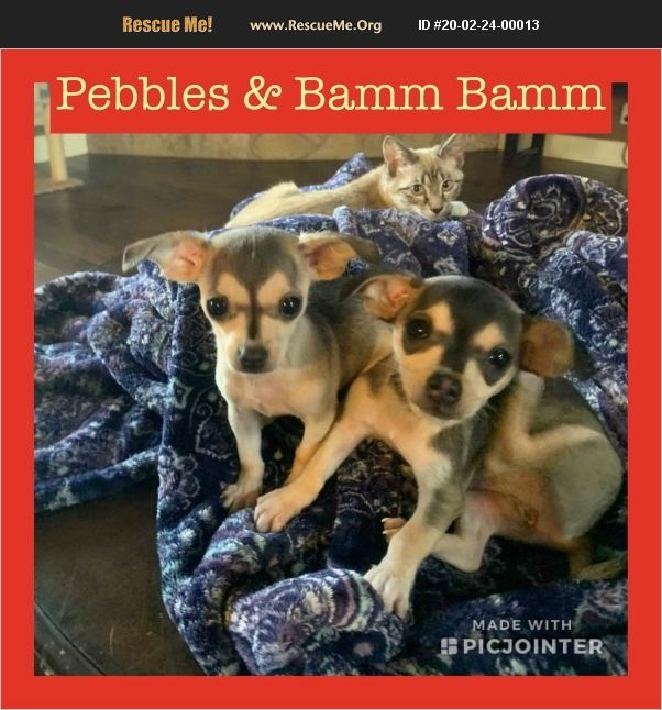 Pebbles & Bamm Bamm have been adopted.