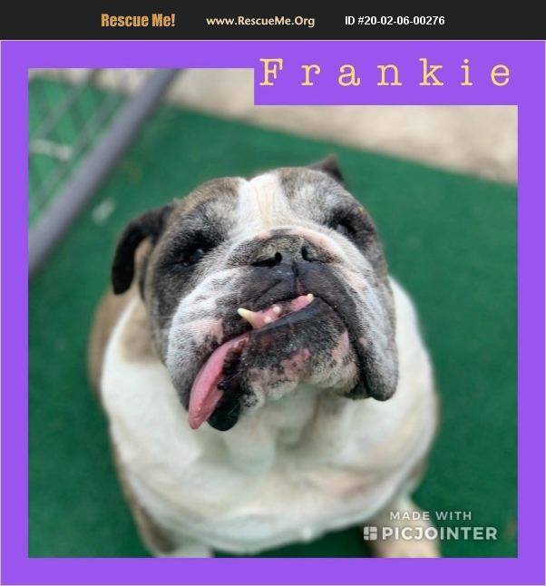 Frankie has been adopted.