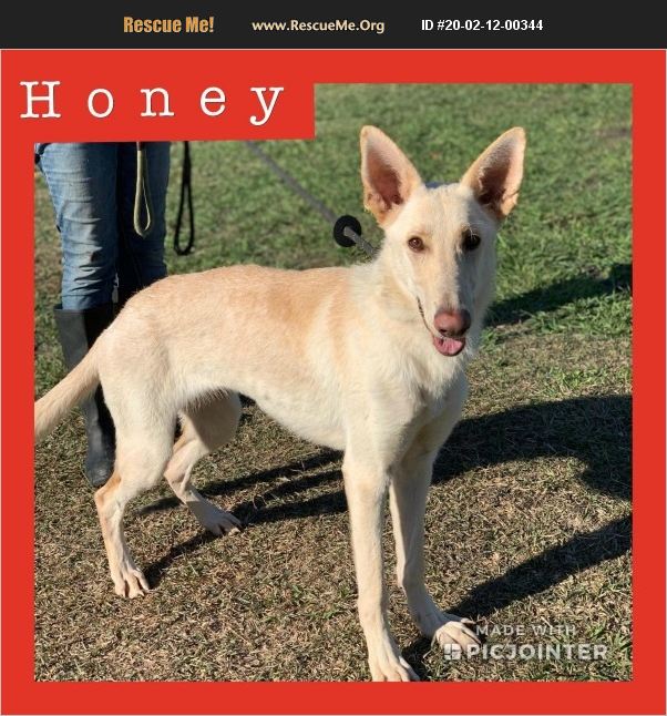 Honey has been adopted.