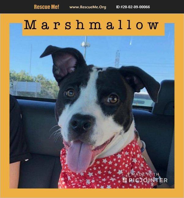 Marshmallow has been adopted.