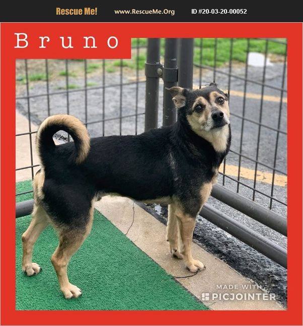 Bruno has been adopted.