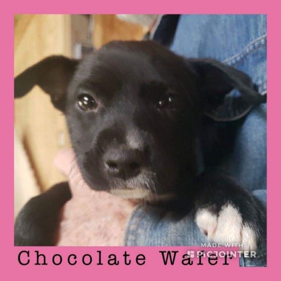 Chocolate Wafer has been adopted.