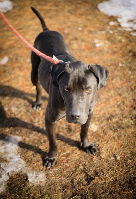 Hank (Blackie) has been adopted.