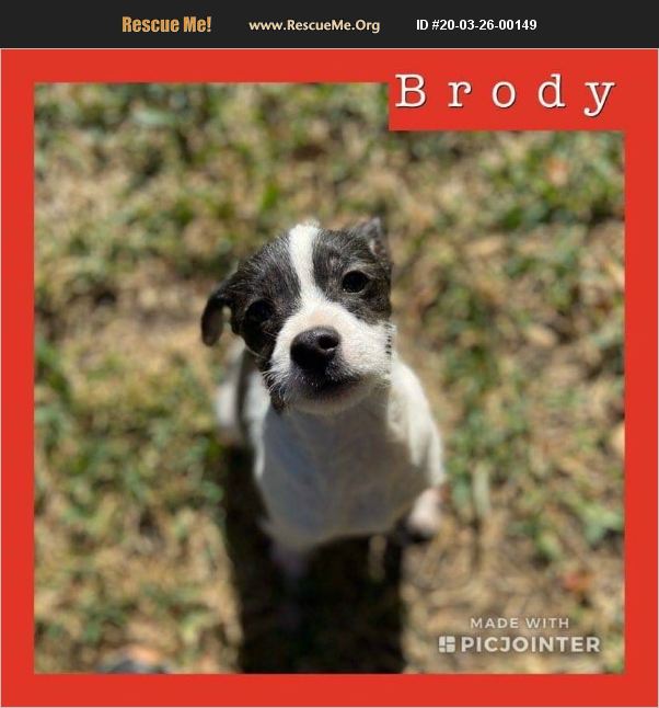 Brody has been adopted.