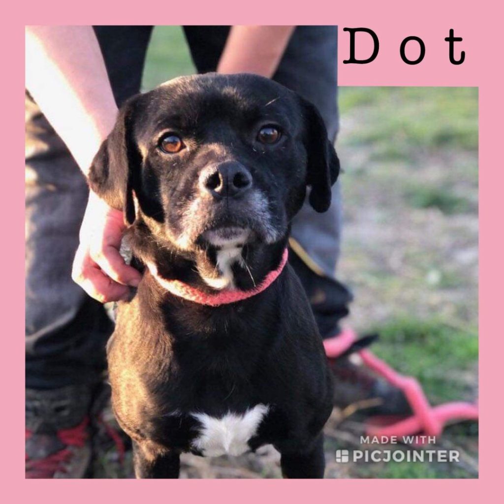 Dotty has been adopted.