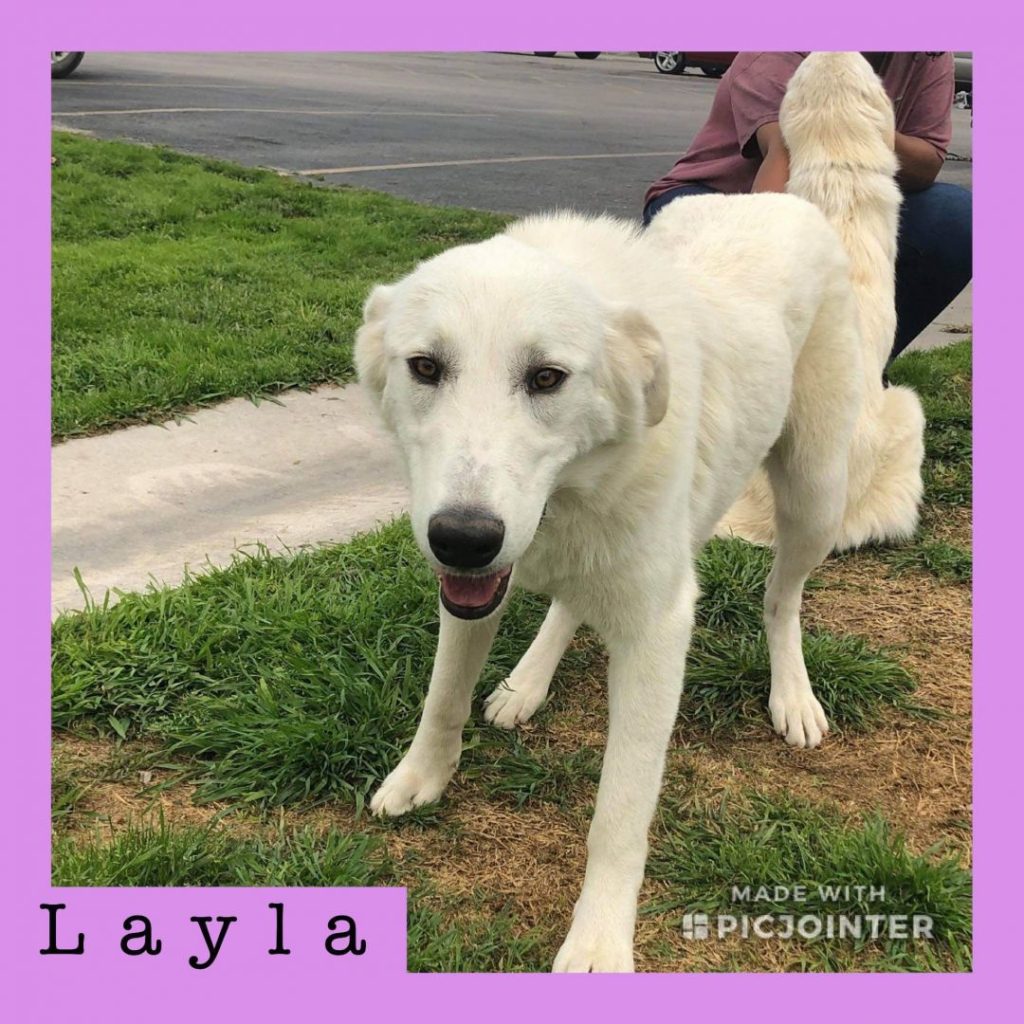 Layla has been adopted.