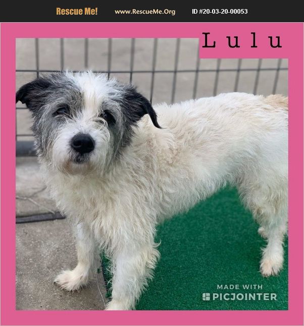 Lulu has been adopted.