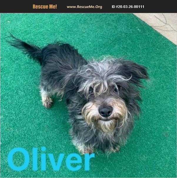 Oliver has been adopted.