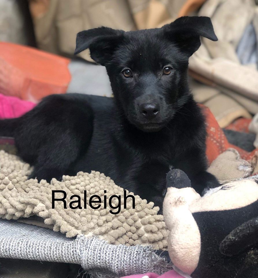 Raleigh has been adopted.