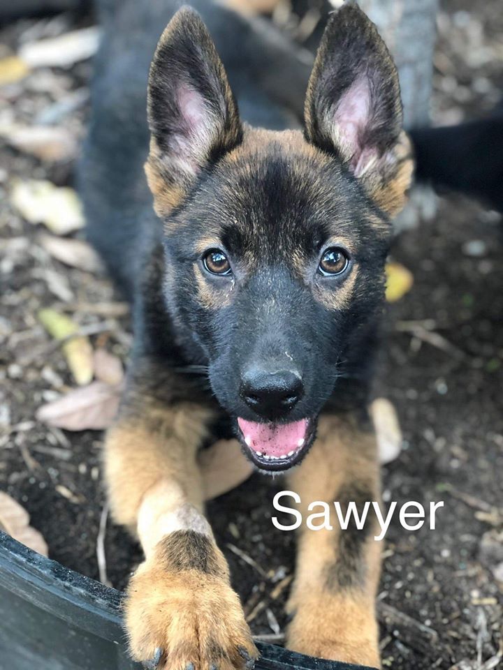 Sawyer has been adopted.