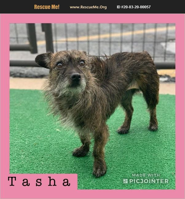Tasha has been adopted.