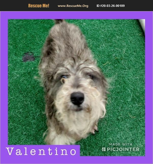 Valentino has been adopted.