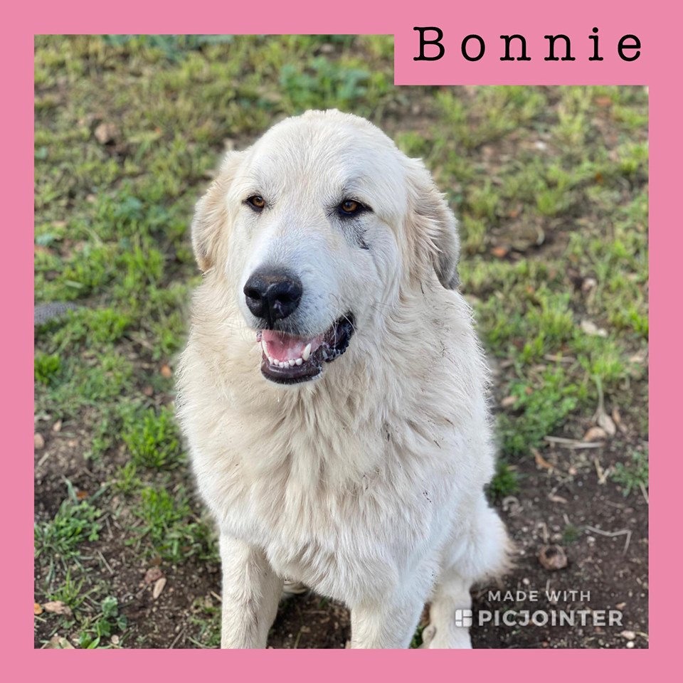 Bonnie has been adopted.