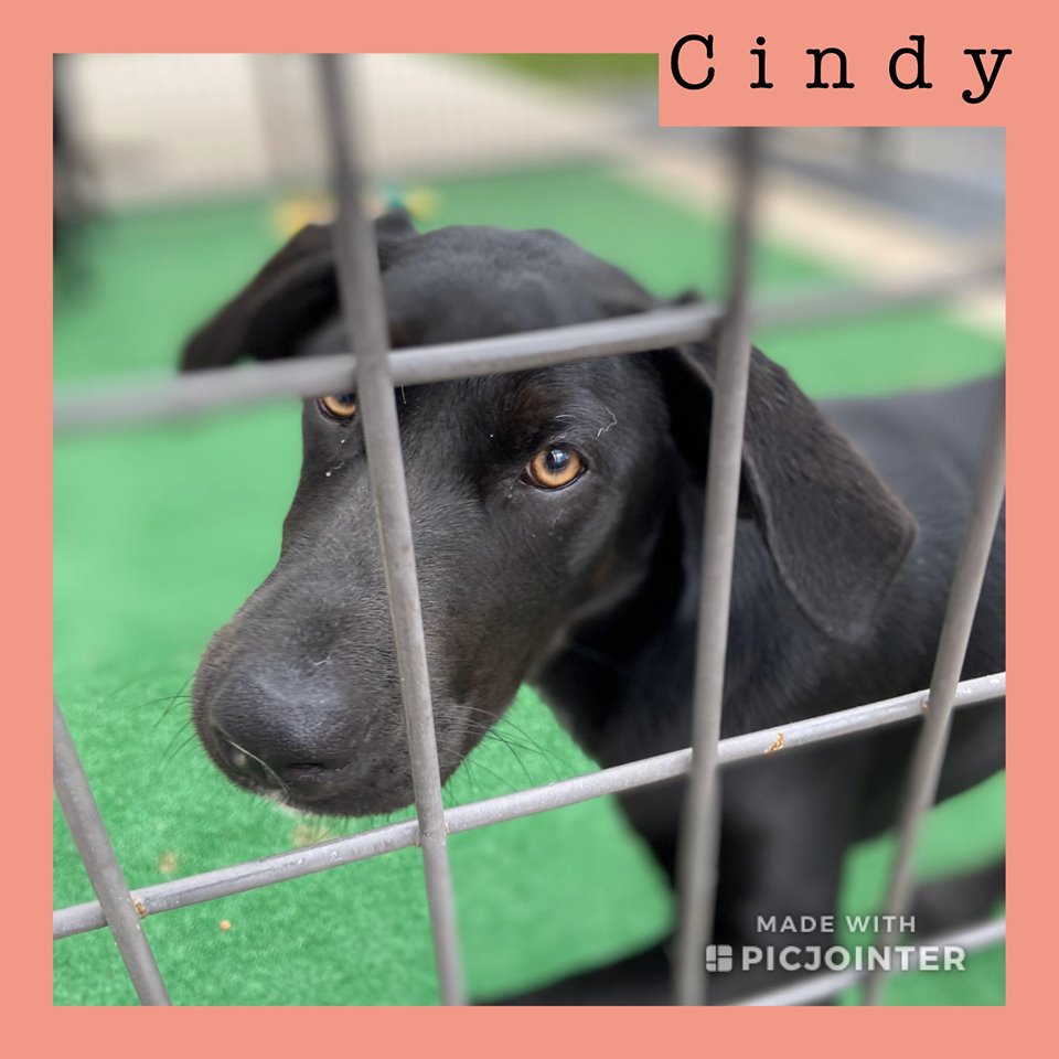 Cindy has been adopted.