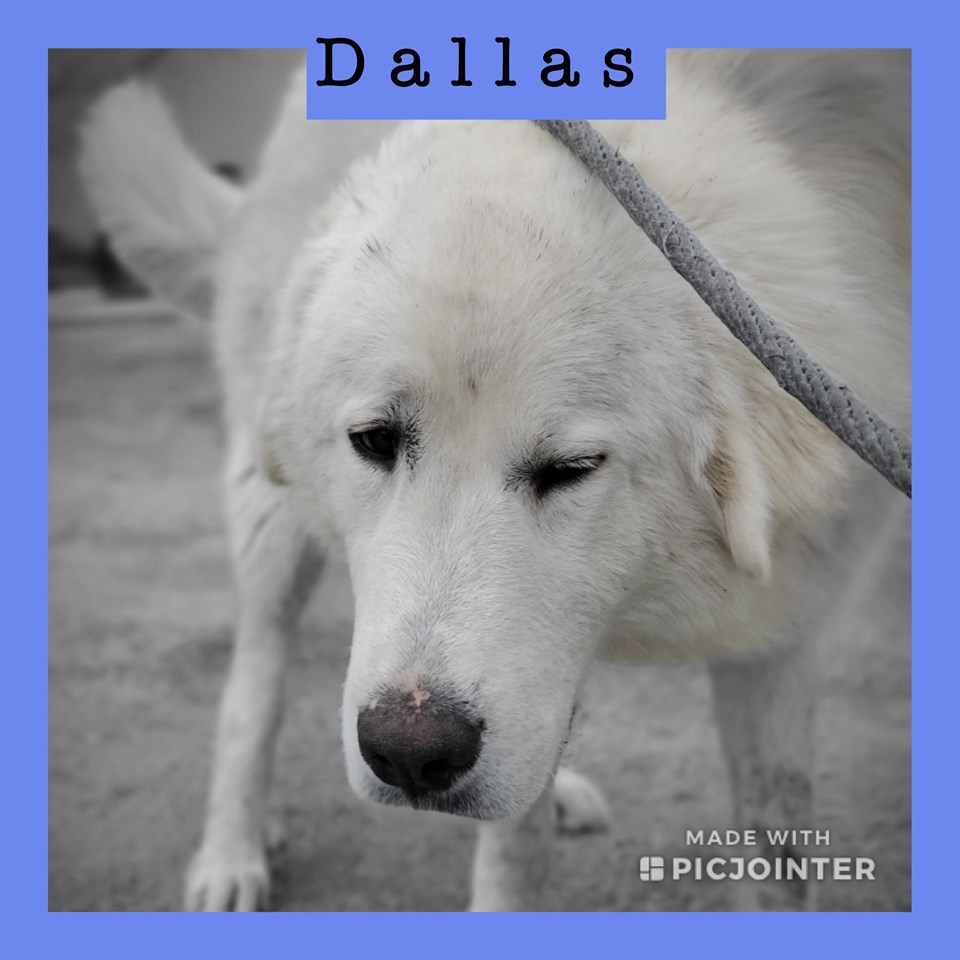 Dallas has been adopted.