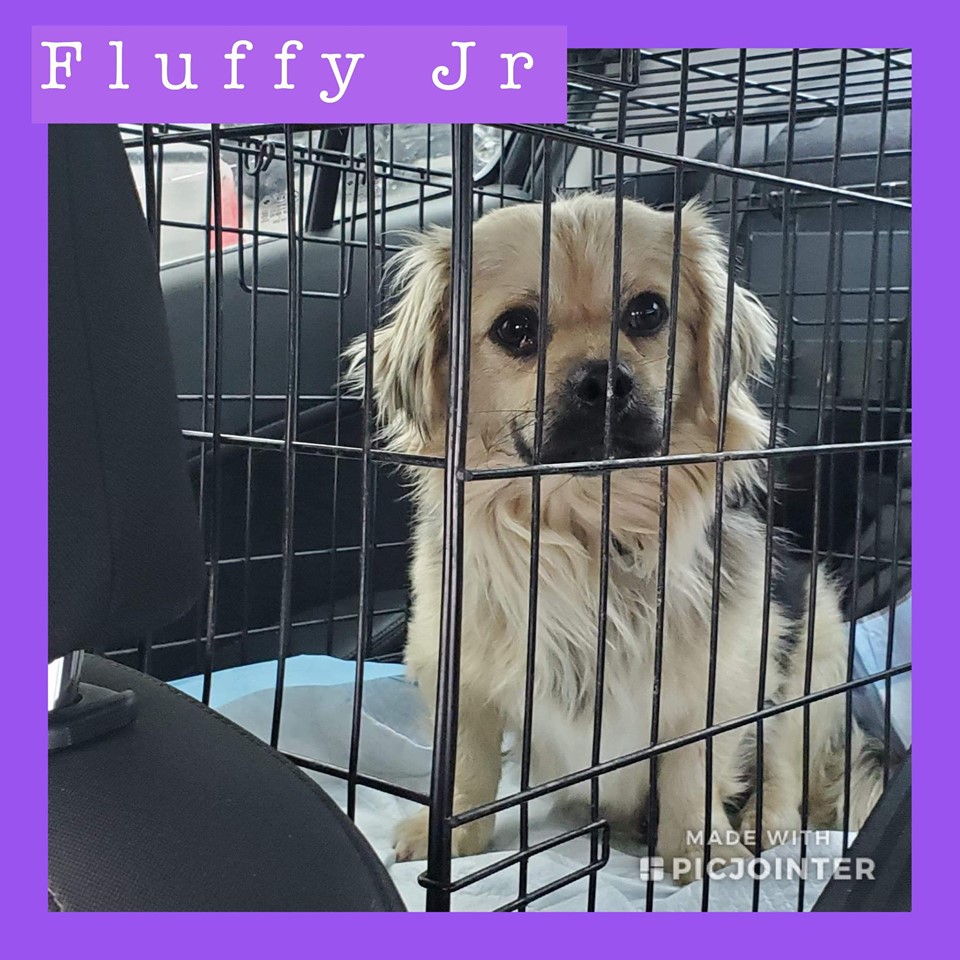 Fluffy Jr has been adopted.