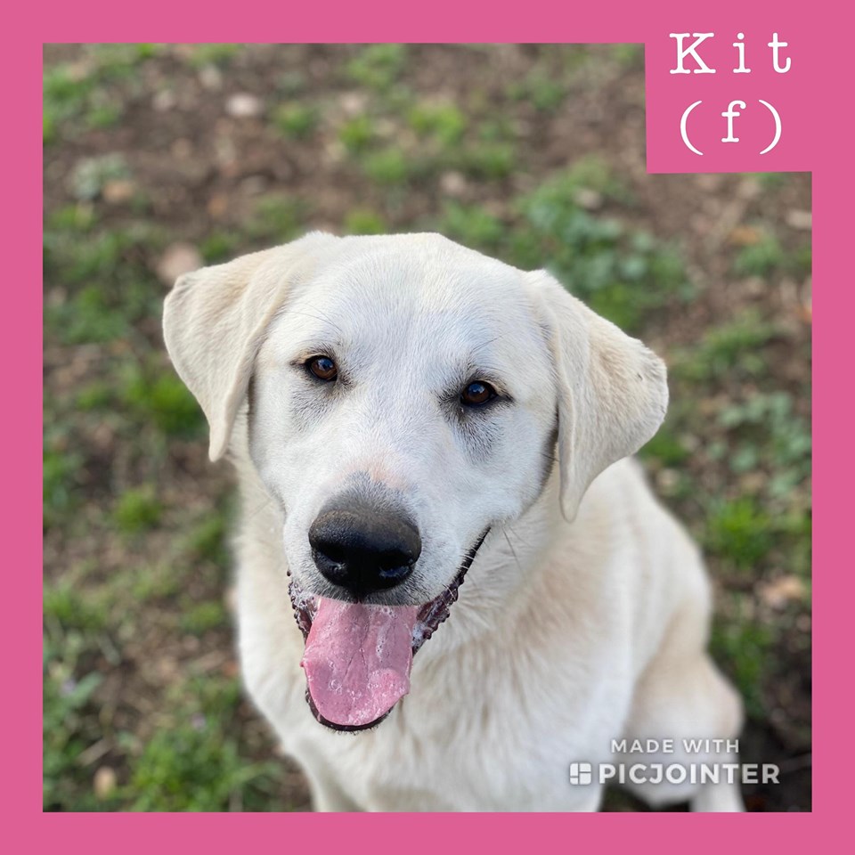 Kit has been adopted.