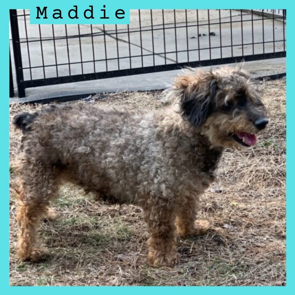 Maddie has been adopted.
