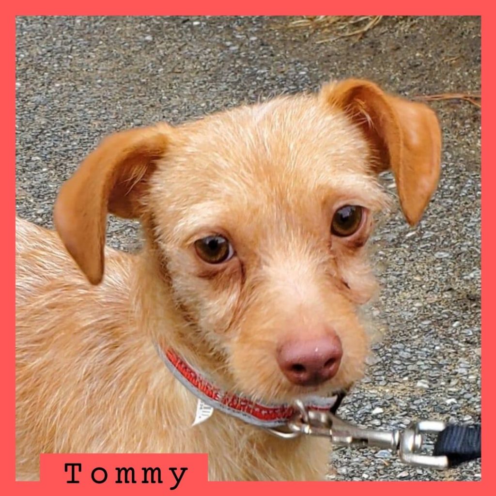 Tommy has been adopted.