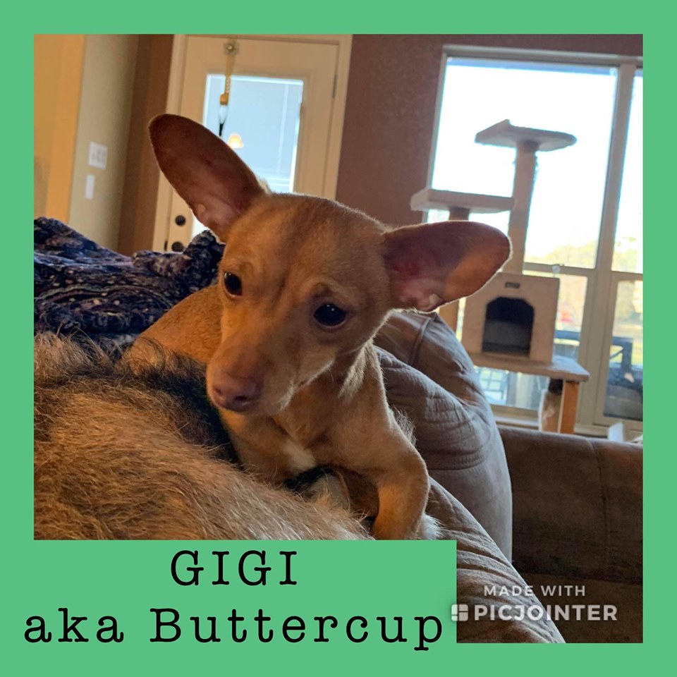 Gigi (a.k.a. Buttercup) has been adopted.