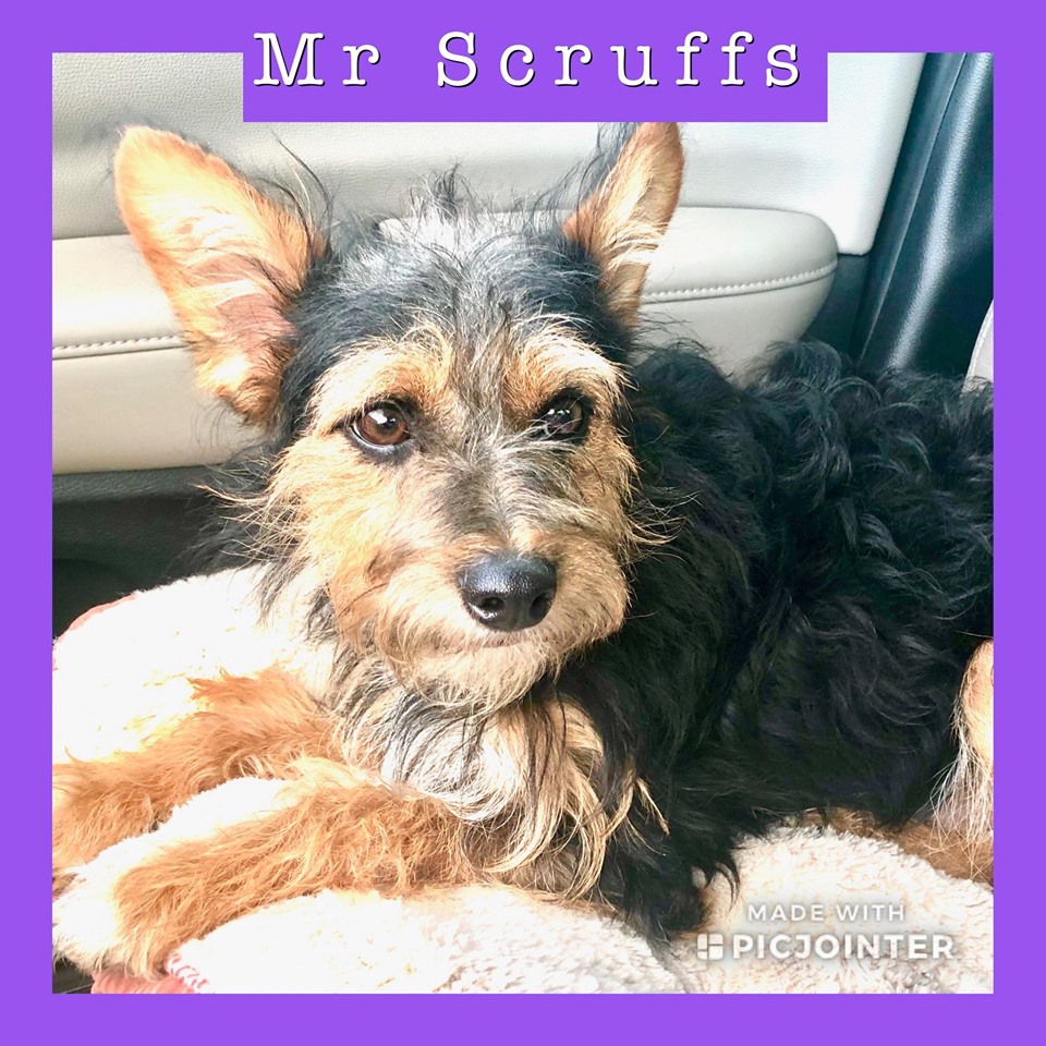 Mr. Scruffs has been adopted.