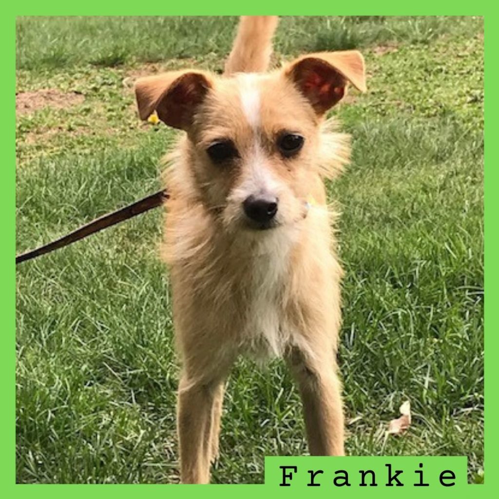 Frankie has been adopted.