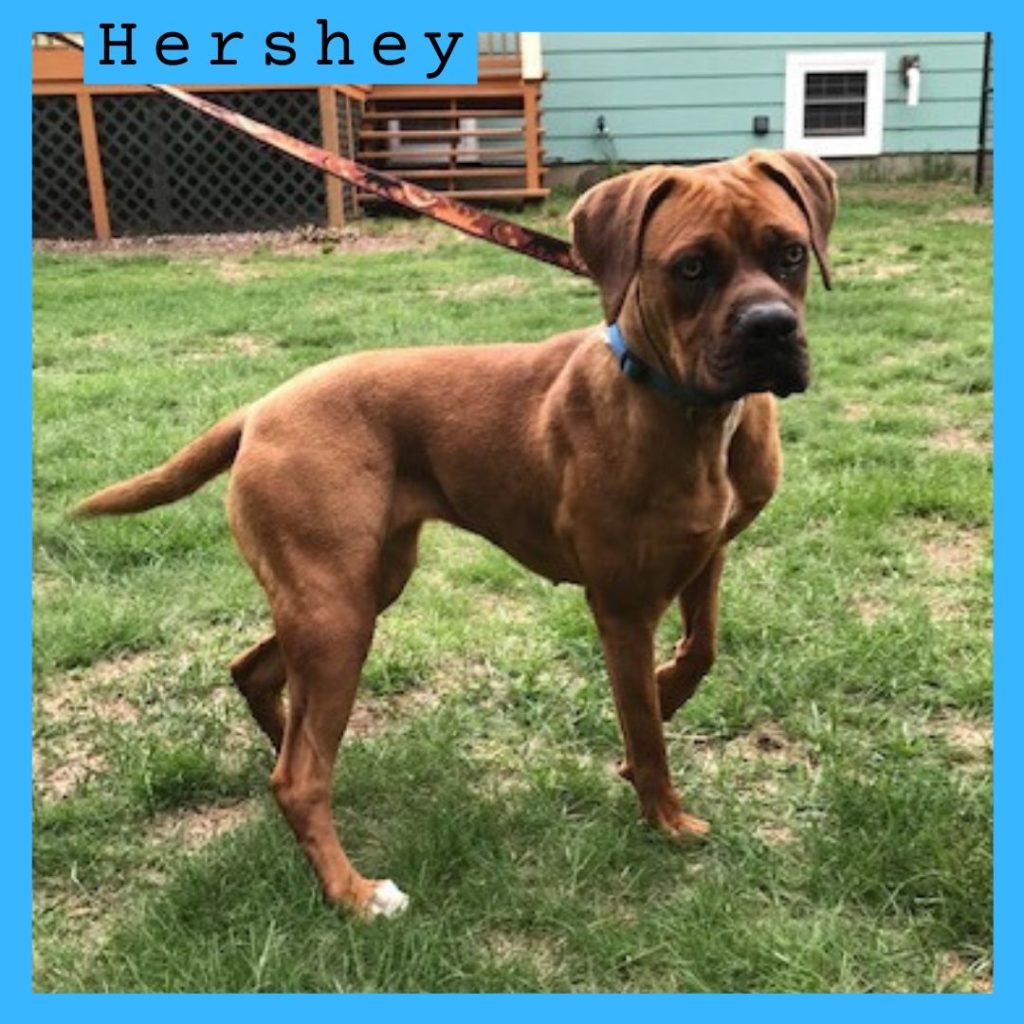 Hershey has been adopted.