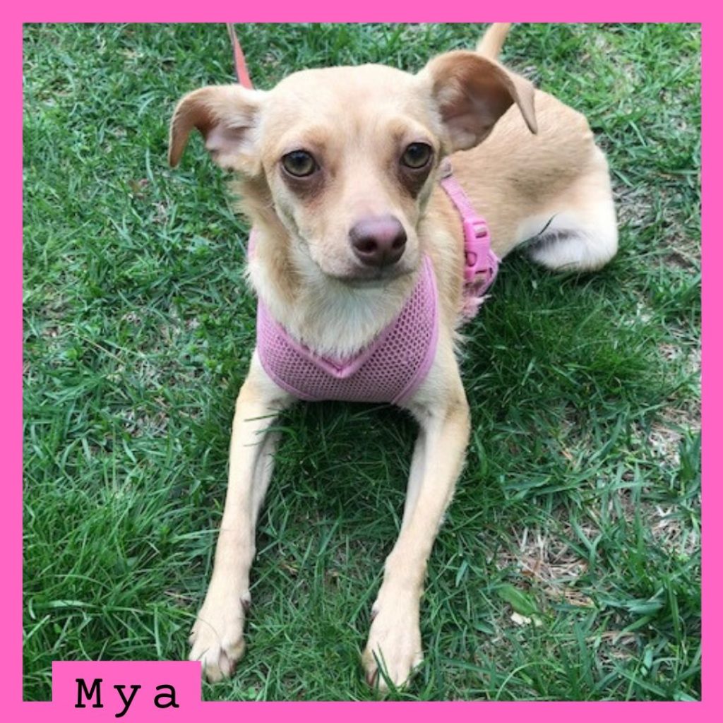 Mya has been adopted.