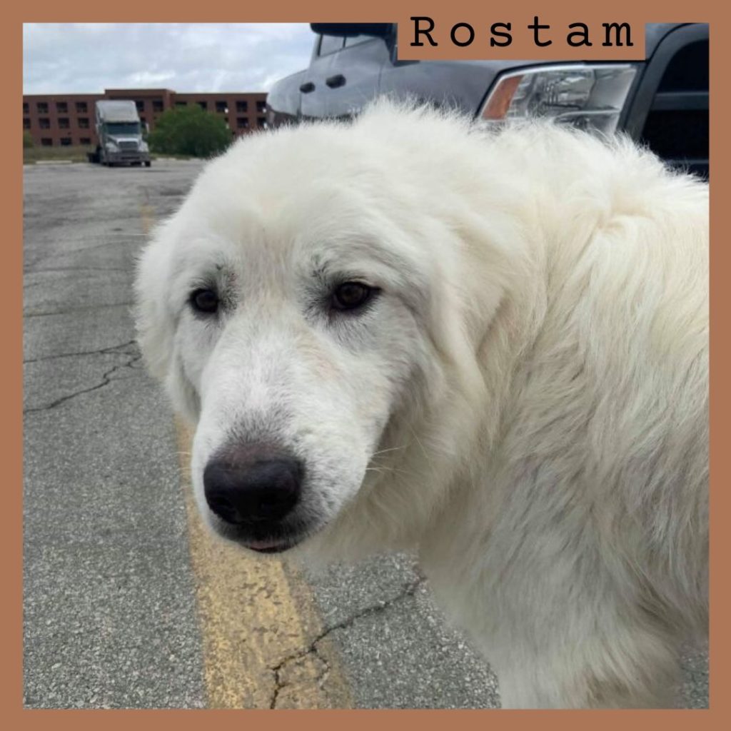 Rostam has been adopted.