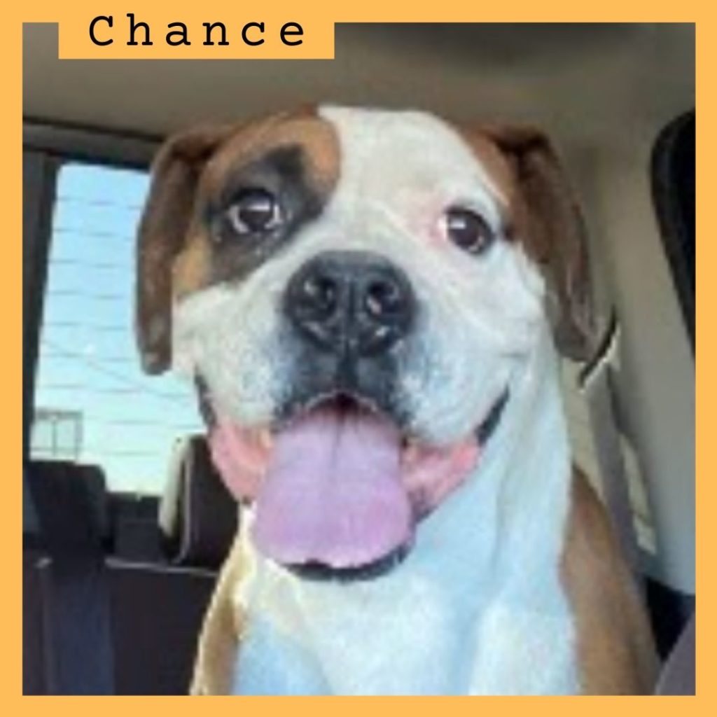 Chance has been adopted!