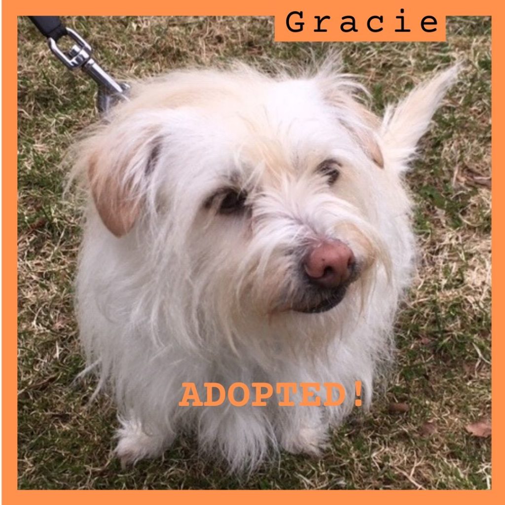 Gracie has been adopted.