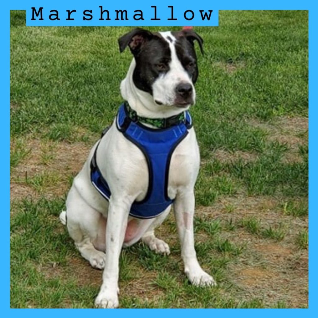 Marshmallow has been adopted!
