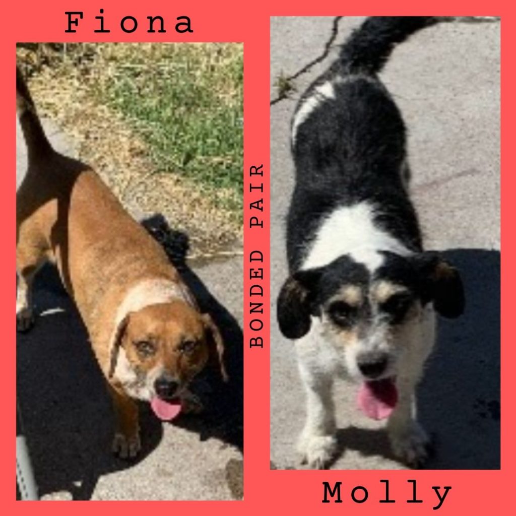 Fiona and Molly have been adopted!