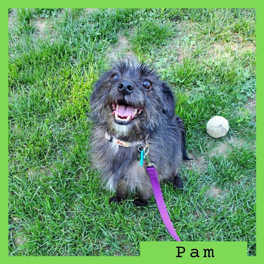 Pam has been adopted!